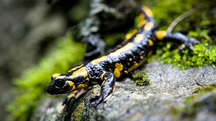 Symbolbild Feuersalamander Foto: dpa