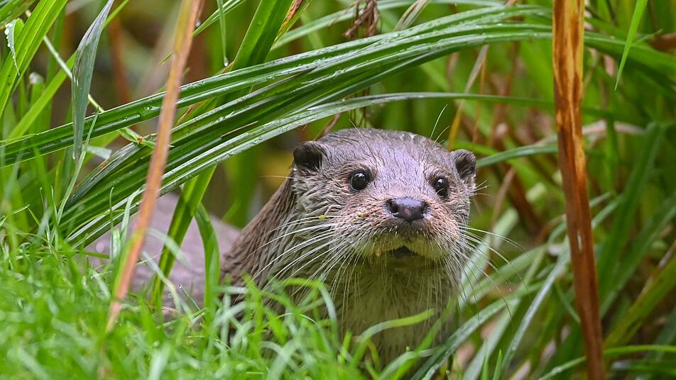 Rückkehr der Fischotter im Westerwald: Erfolg im Artenschutz