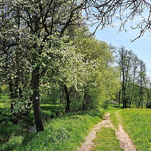 Die Wanderung führt durch eine Kernzone des Biosphärenreservats Rhön.