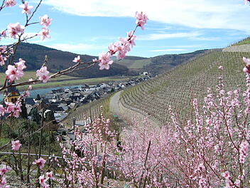 Der beginnende Frühling an der Mosel bringt die Pfirsichbäume im Weinberg zum Blühen.