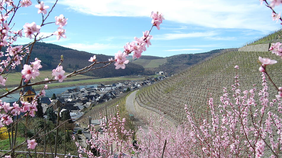 Der beginnende Frühling an der Mosel bringt die Pfirsichbäume im Weinberg zum Blühen.