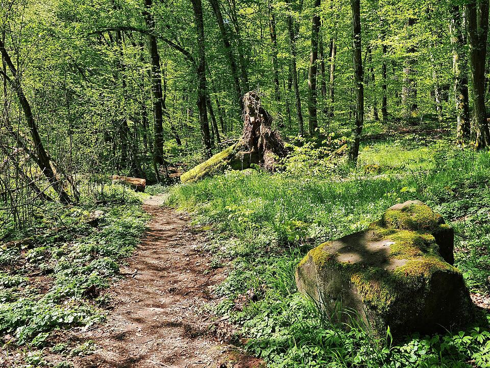 Die Wanderung führt durch eine Kernzone des Biosphärenreservats Rhön.