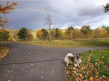 Herrliche Herbstfarben bietet der Rundweg um den See in Riol.