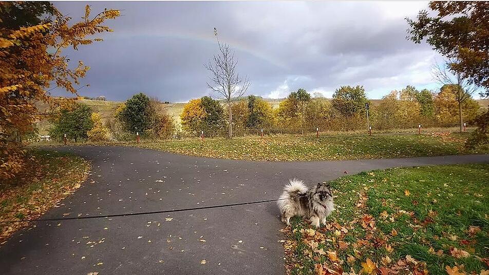 Herrliche Herbstfarben bietet der Rundweg um den See in Riol.