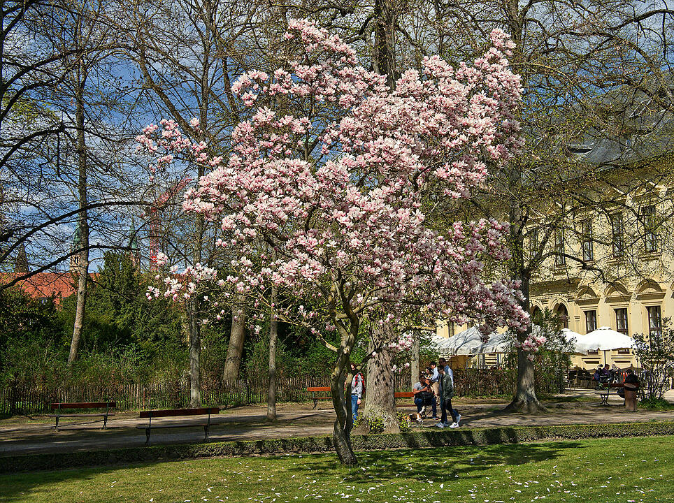 Baumblüte im Hofgarten der Würzburger Residenz