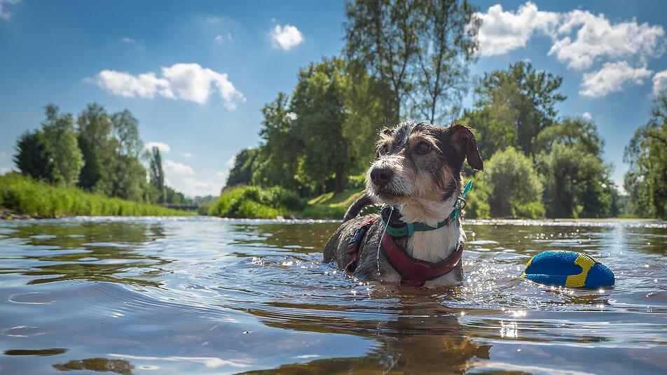 Terrier, Wasser, Badesee, Sommer