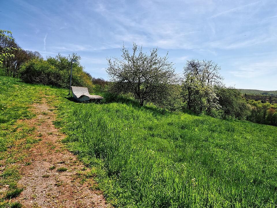 Die Wanderung führt durch eine Kernzone des Biosphärenreservats Rhön.