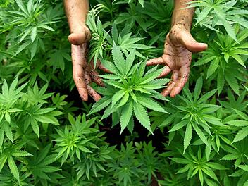Eine Studie in Berlin will die Auswirkungen von Cannabis auf gesunde Menschen erforschen. Probanden sollen 30 Gramm pro Monat erhalten. Foto: EPA/ABIR SULTAN ISRAEL OUT