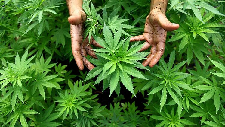 Eine Studie in Berlin will die Auswirkungen von Cannabis auf gesunde Menschen erforschen. Probanden sollen 30 Gramm pro Monat erhalten. Foto: EPA/ABIR SULTAN ISRAEL OUT