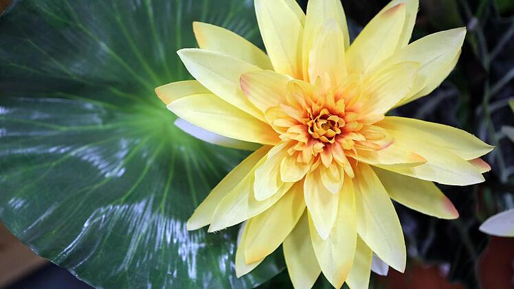 So schön, wie die Blumen auf der Freizeitmesse in Nürnberg, könnte es auch bald wieder in ihrem Garten blühen. Foto: Matthias Hoch