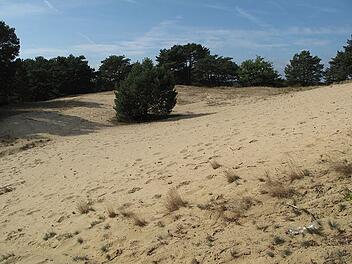 Binnendünen sind äolische, vom Wind hervorgebrachte Bildungen aus Sand. (Symbolbild)