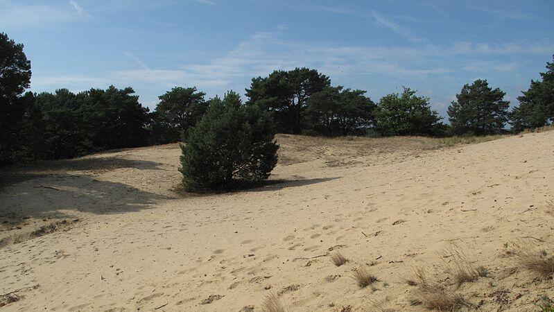 Binnendünen sind äolische, vom Wind hervorgebrachte Bildungen aus Sand. (Symbolbild)