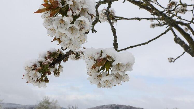 April 2017: Schnee auf Kirschblüten in der Fränkischen Schweiz Foto: Barbara Herbst