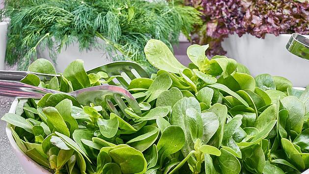 Zarter Blattspinat schmeckt hervorragend als Salat.