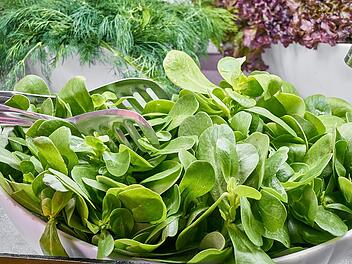 Zarter Blattspinat schmeckt hervorragend als Salat.
