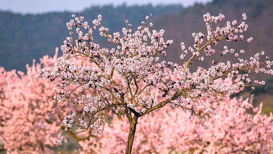 Blumenpracht in Rheinland-Pfalz und Co: Die zehn schönsten Orte für Blumenliebhaber in Deutschland