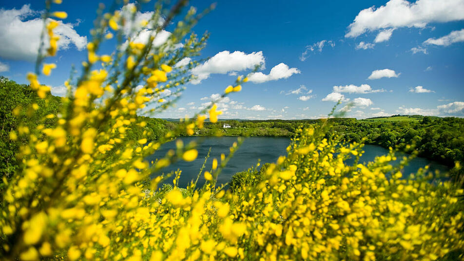 Die gelbe Ginsterblühte verwandelt die Eifel in ein Meer aus Gold, so wie hier am Weinfelder Maar.