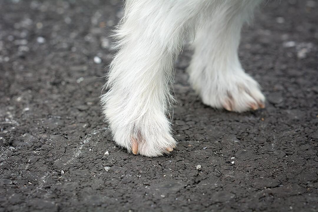 Hund, Hundebeine