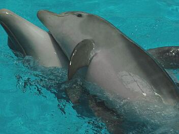 Mutter Sunny und ihr Kalb Nami tummeln sich im alten Delfinarium. Fotos: Helmut Mägdefrau/Tiergarten Nürnberg