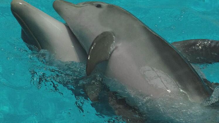 Mutter Sunny und ihr Kalb Nami tummeln sich im alten Delfinarium. Fotos: Helmut Mägdefrau/Tiergarten Nürnberg