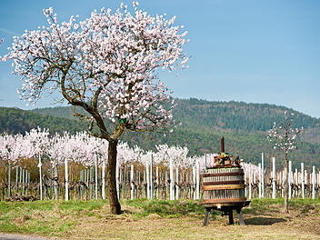 Eine Blütenpracht sind die Mandelbäume in der Pfalz während der Mandeblüte von März bis April.