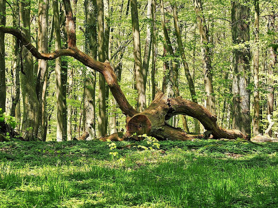 Die Wanderung führt durch eine Kernzone des Biosphärenreservats Rhön.