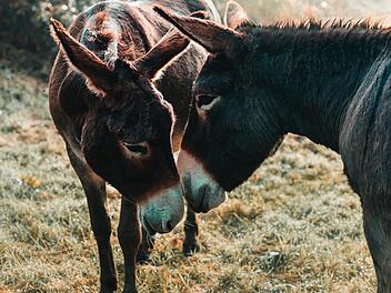 Esel sind sanftmütige und familiäre Tiere.