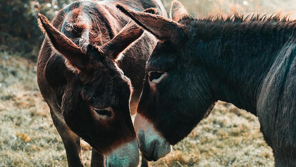 Esel sind sanftmütige und familiäre Tiere.