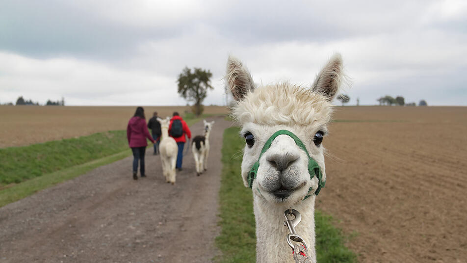 Alpakawanderungen in der Moselregion: Dein Guide für tierische Erlebnisse