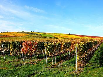 Die Hiwweltour Neuborn führt durch die beeindruckenden Weinberge Rheinhessens.