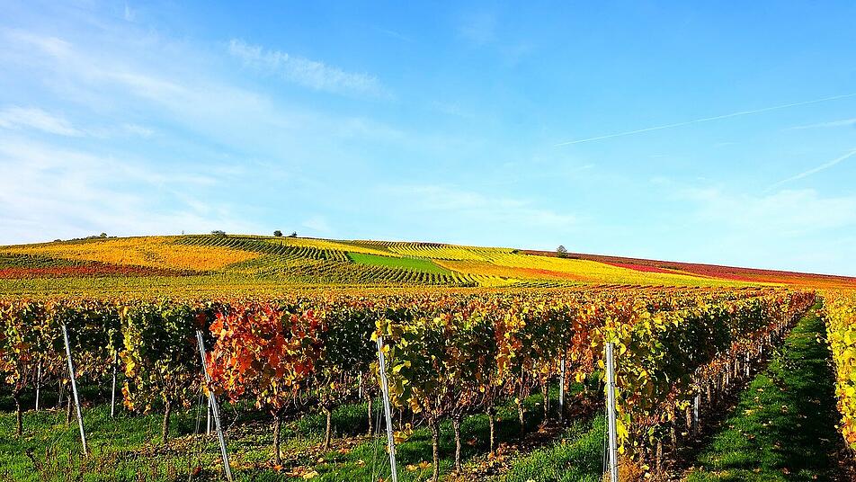Die Hiwweltour Neuborn führt durch die beeindruckenden Weinberge Rheinhessens.