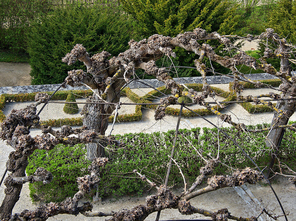 Baumblüte im Hofgarten der Würzburger Residenz
