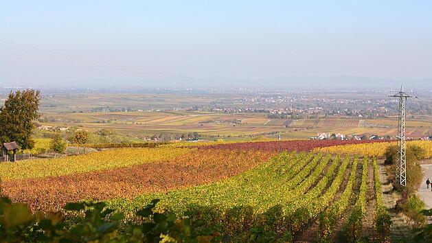 Weinberge sind immer ein schöner Anblick.