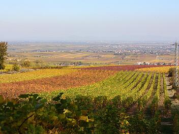 Weinberge sind immer ein schöner Anblick.