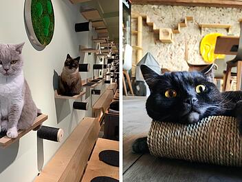 Mainz: Neue Katzencafés in Rheinland-Pfalz geplant - Landeshauptstadt als Standort?