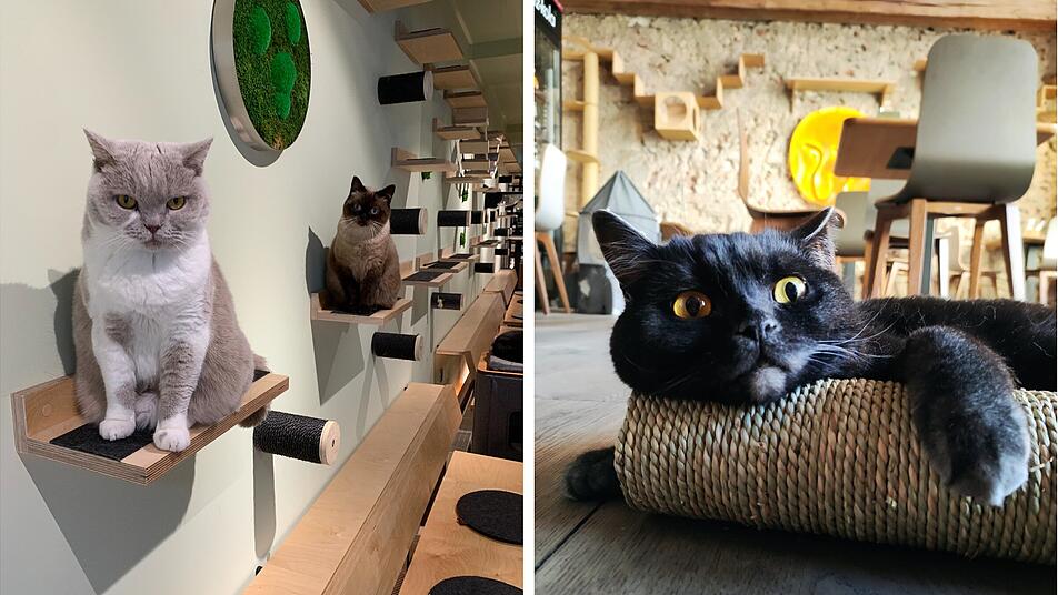 Mainz: Neue Katzencafés in Rheinland-Pfalz geplant - Landeshauptstadt als Standort?