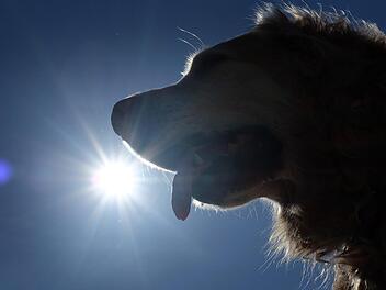 Blitz, Donner und Fluten gehörten im Mai genauso zum Wetter-Repertoire wie die heißen Temperaturen. Damit ist der Wonnemonat auch ein Rekordmonat. Foto: Martin Gerten/dpa