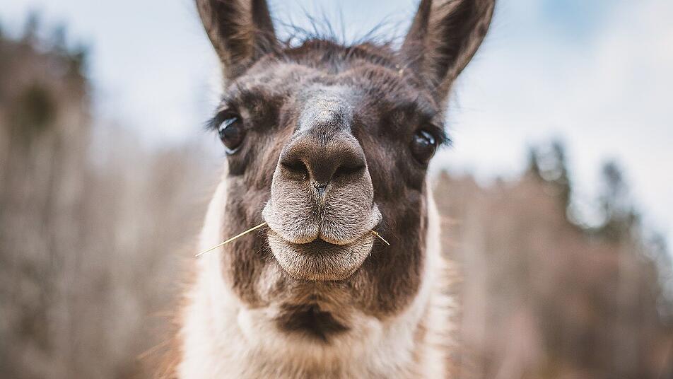 Eine Lama-Wanderung ist ein Riesenpaß für die Kleinen.