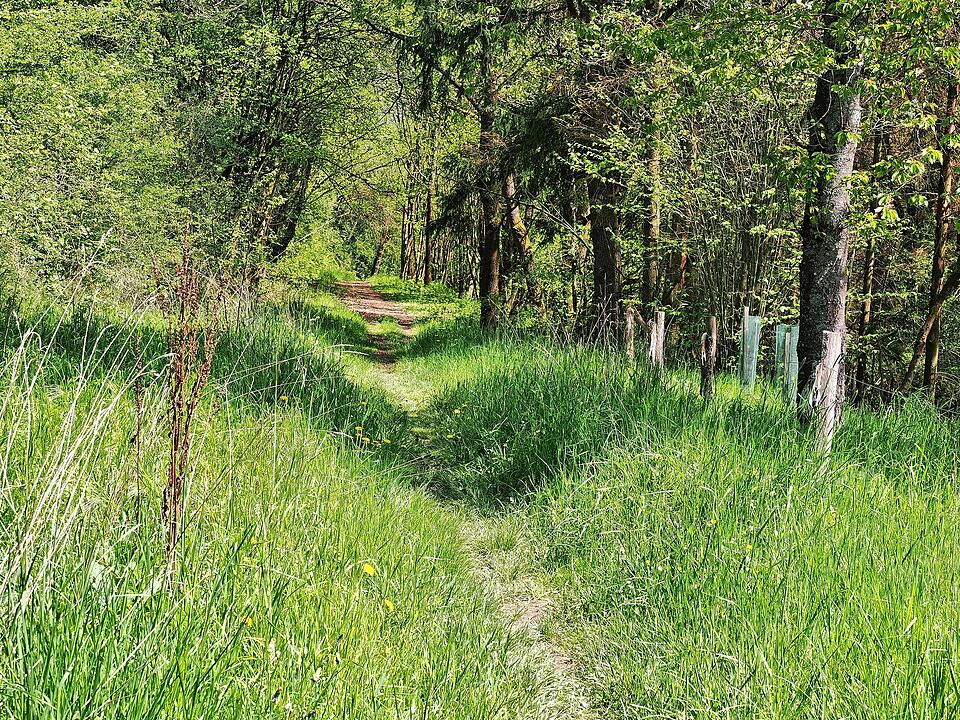 Die Wanderung führt durch eine Kernzone des Biosphärenreservats Rhön.