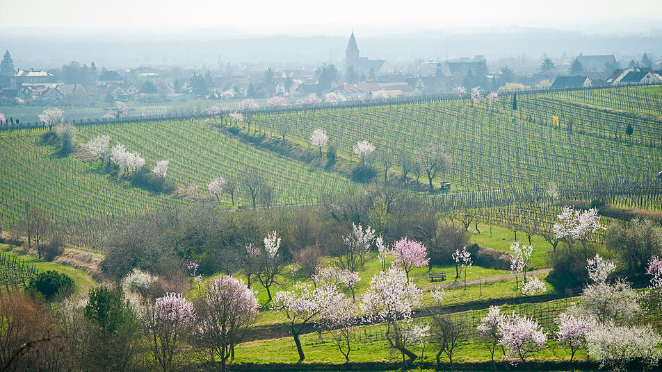 Wandern durch die Pfälzer Weinberge ist nicht nur zur Mandelblüte wunderschön.