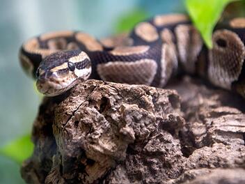 Eine Königspython liegt in einem Terrarium
