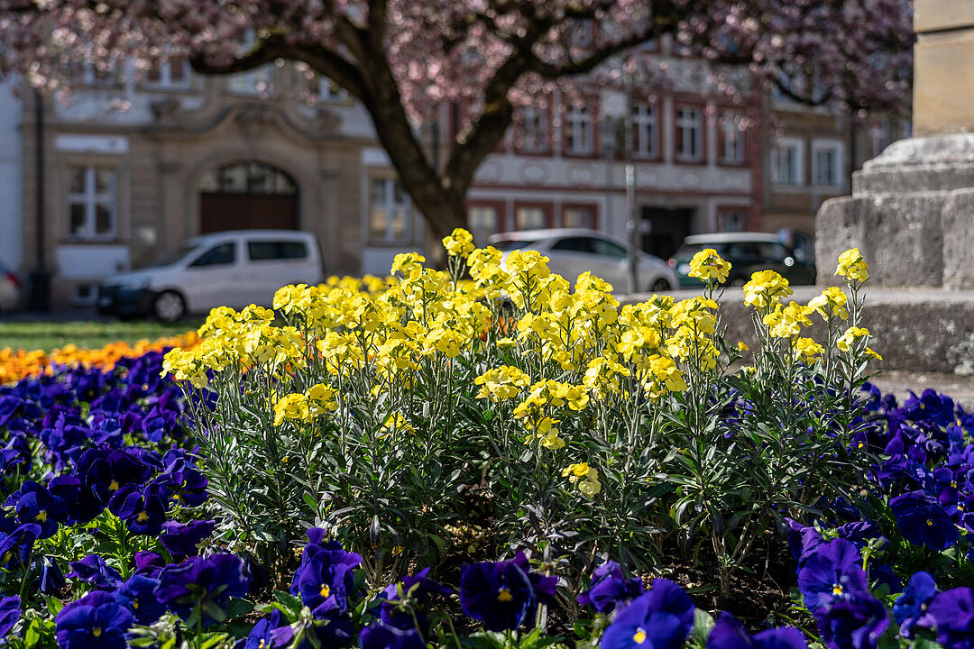 Bamberg im Frühling.