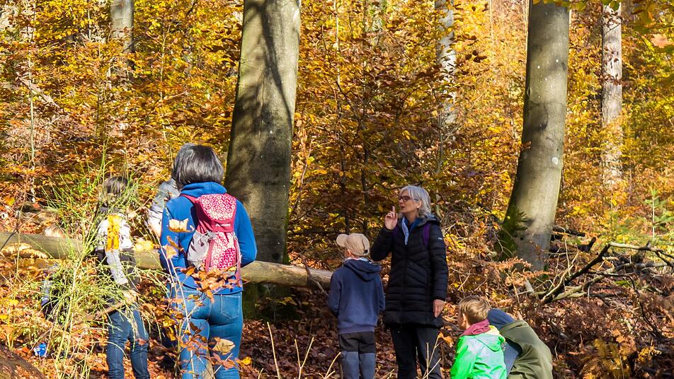 Durch Wald und Laub wandern - und dabei jede Menge neuer Dinge erleben. Das kannst du auf den beiden Pfaden perfekt.