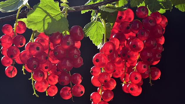 Bald können wieder frische Johannisbeeren geerntet werden.