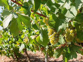 Die 500 besten Weingüter Deutschlands: Über 70 aus Rheinhessen