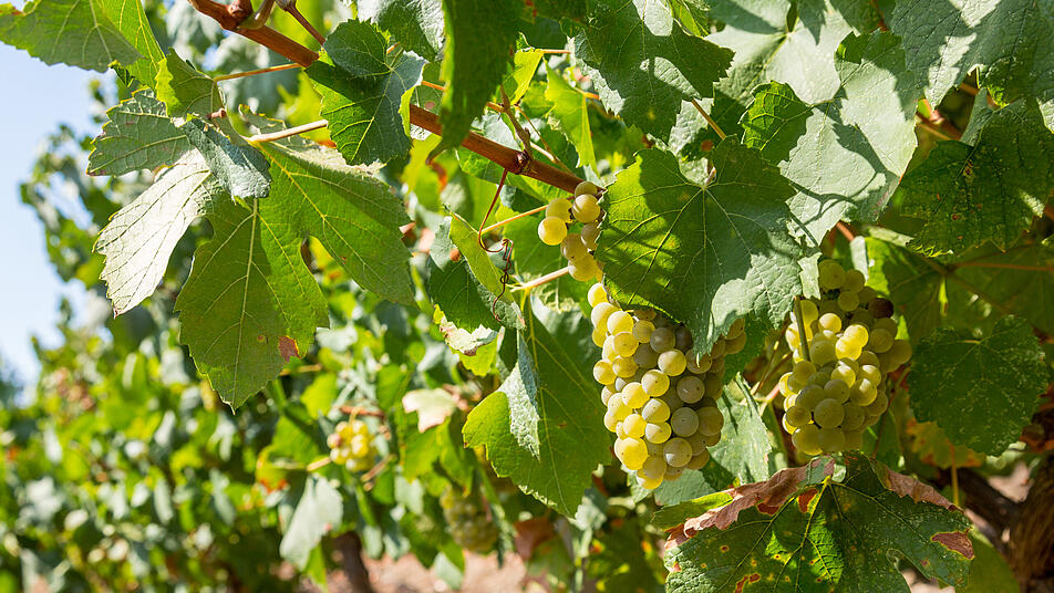 Die 500 besten Weingüter Deutschlands: Über 70 aus Rheinhessen