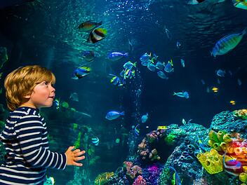 Speyer Sea Life: Entdecke faszinierende Unterwasserwelten