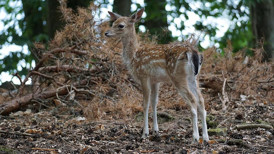 Tiere in fast freier Wildbahn kannst du in Silz erleben.