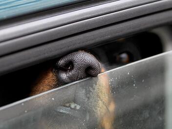 Eine Stunde war der Hund alleine in dem Auto - bei 30 Grad Außentemperatur. Symbolbild, Foto: Soeren Stache/dpa