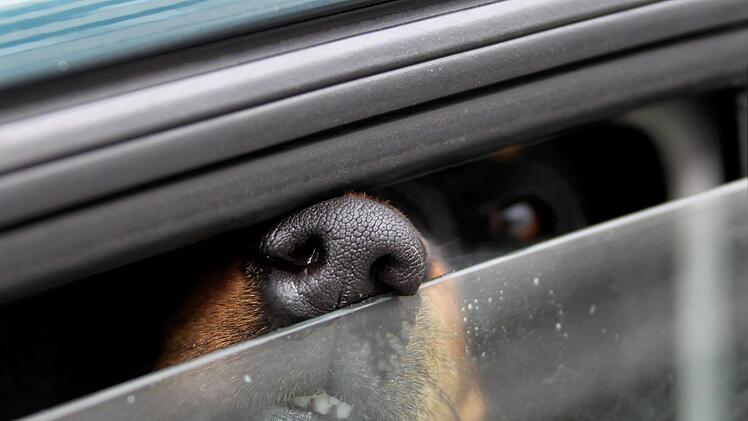 Eine Stunde war der Hund alleine in dem Auto - bei 30 Grad Außentemperatur. Symbolbild, Foto: Soeren Stache/dpa